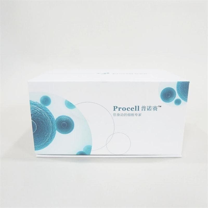 深入探索THP-1 （人单核细胞白血病）