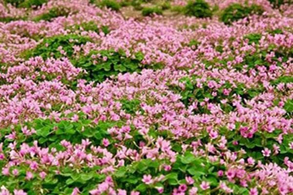 三叶草的花语与种植指南：从播种到开花的全过程解析