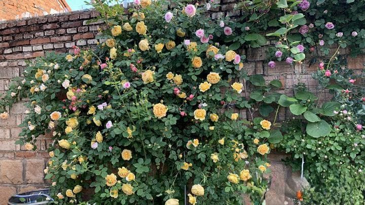 月季花能浇施矾肥水吗