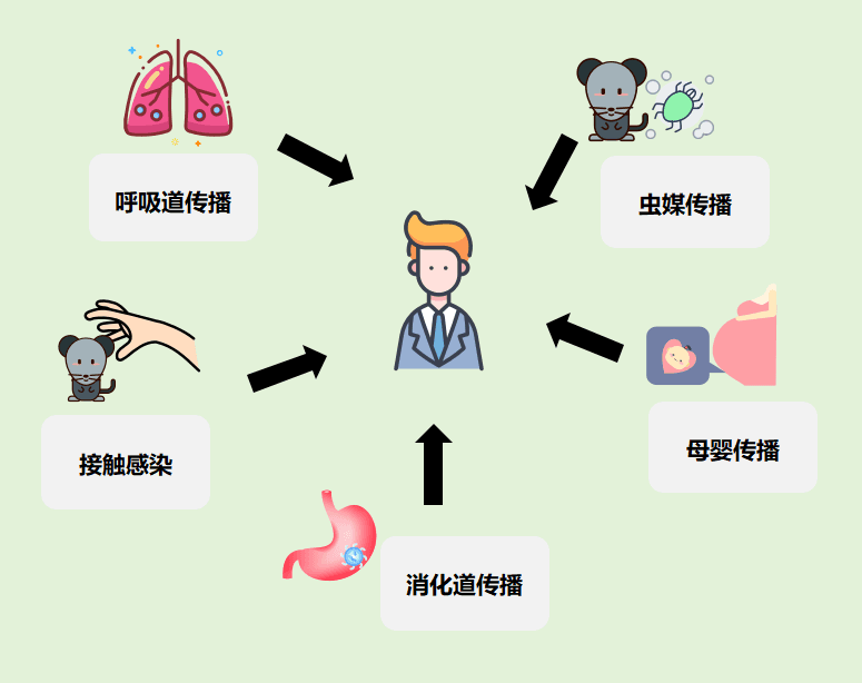 直面流行性出血热：传播、症状、应对与预防全知晓