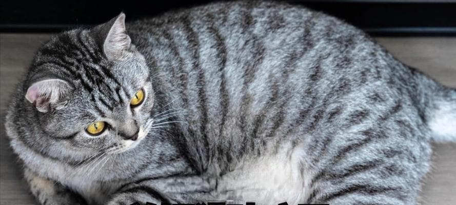 除了猫粮，你的猫咪还需要吃什么来补充营养？