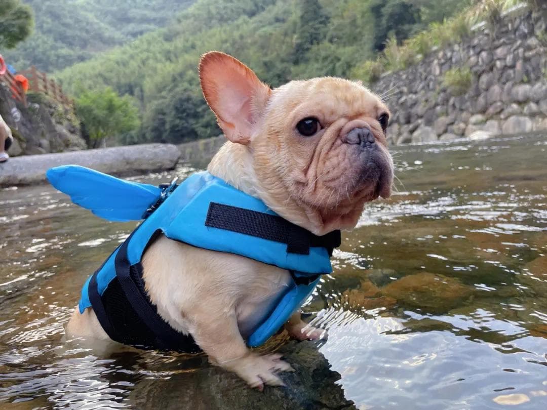 犬食道异物：症状、原因、诊断与治疗方法全解析