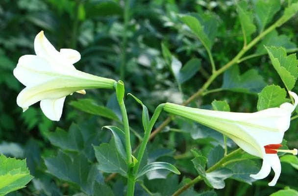200-300斤/亩，百合种植收益可观但风险犹存