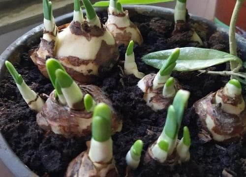 水仙花生长过程图片记录：从发芽到绽放的完整指南
