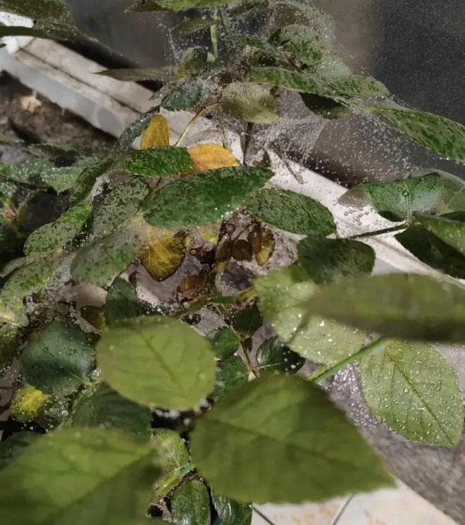 月季花蚜虫防治指南：杀虫剂加白糖，科学喷洒保花