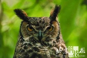 动物眼睛的奥秘：猫眼为何在黑暗中发光