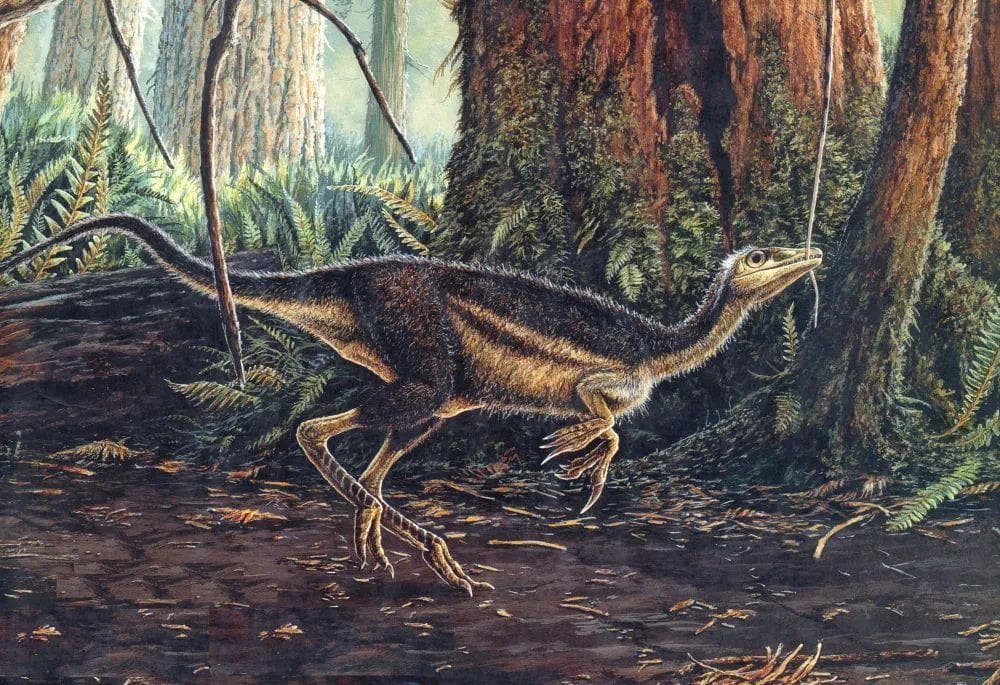轰动古生物界的“中华龙鸟”，究竟是龙是鸟？