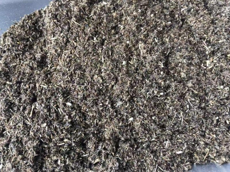 在家园内种植艾草的好处与注意事项