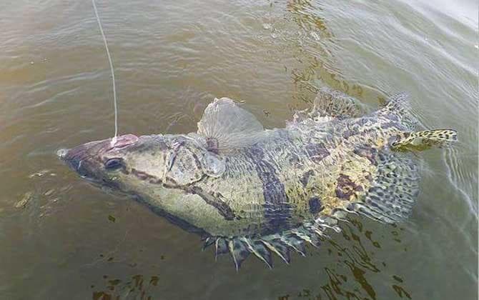钓鳜鱼最佳时间是白天还是晚上？