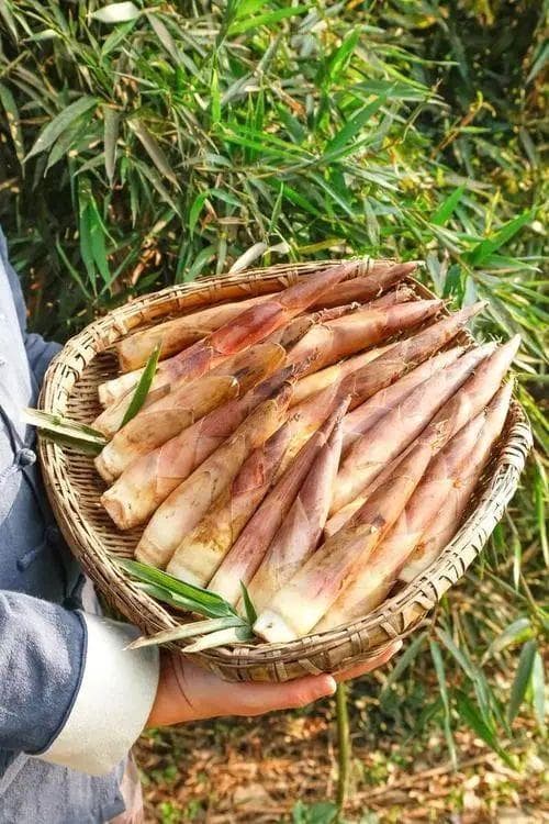 春笋是发物吗？从中医角度解析春笋的食用注意事项