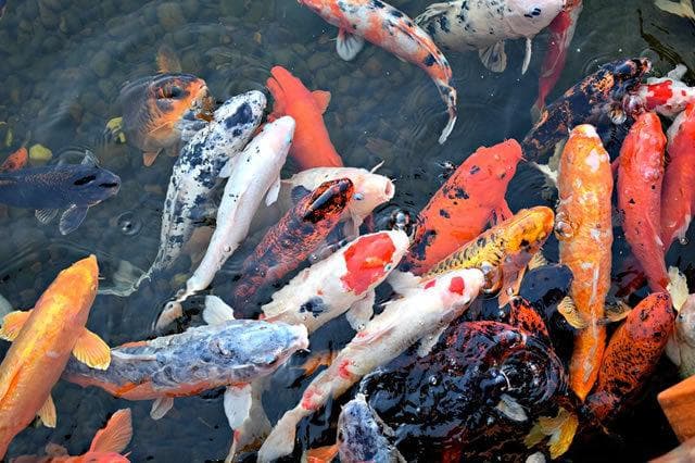 鲤鱼营养价值与功效：三种经典烹饪方法详解