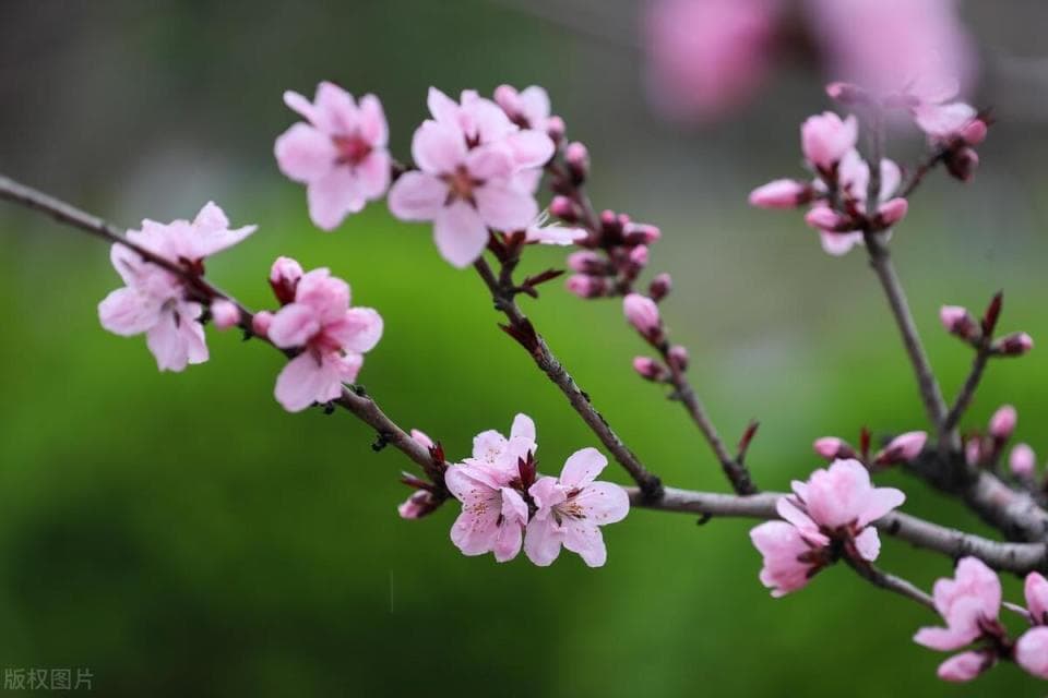 八九到，“坏回暖”要来了？是何说法？今年有倒春寒吗？看看农谚怎么说