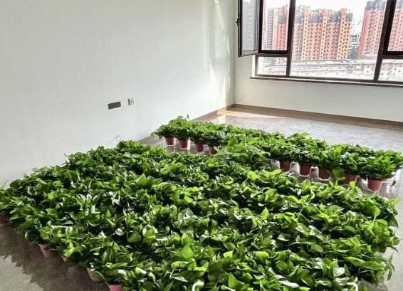 化学老师没骗我，除甲醛有捷径！一个月有效降低甲醛浓度