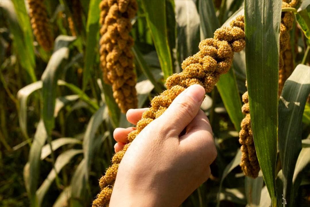我国哪里的小米最好吃？经评选，这5个地方榜上有名，你都吃过吗