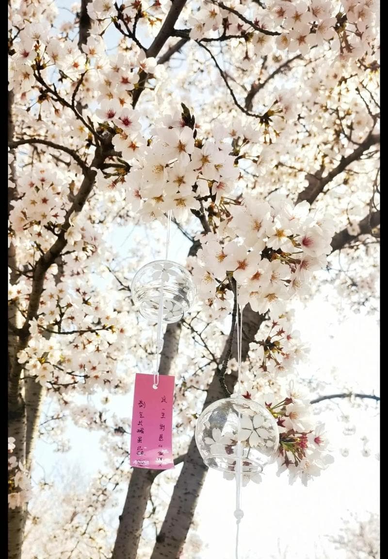 樱花开花的周期（探究樱花开花的周期和影响因素）