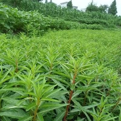 赶黄草：从化学成分到临床应用的全面解析