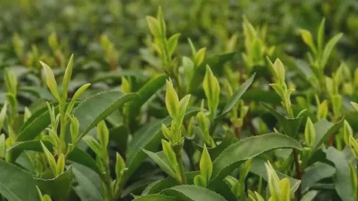 要泡出绿茶的真滋味，这些细节不可少！