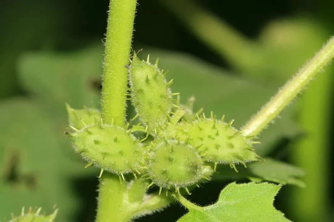 苍耳子：一味有毒中药的正确打开方式