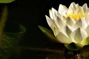 家里种玫瑰花好不好风水