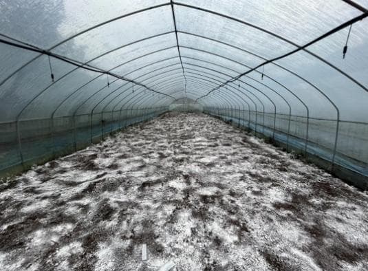 羊肚菌种植技术全攻略：从土壤预处理到后期管理