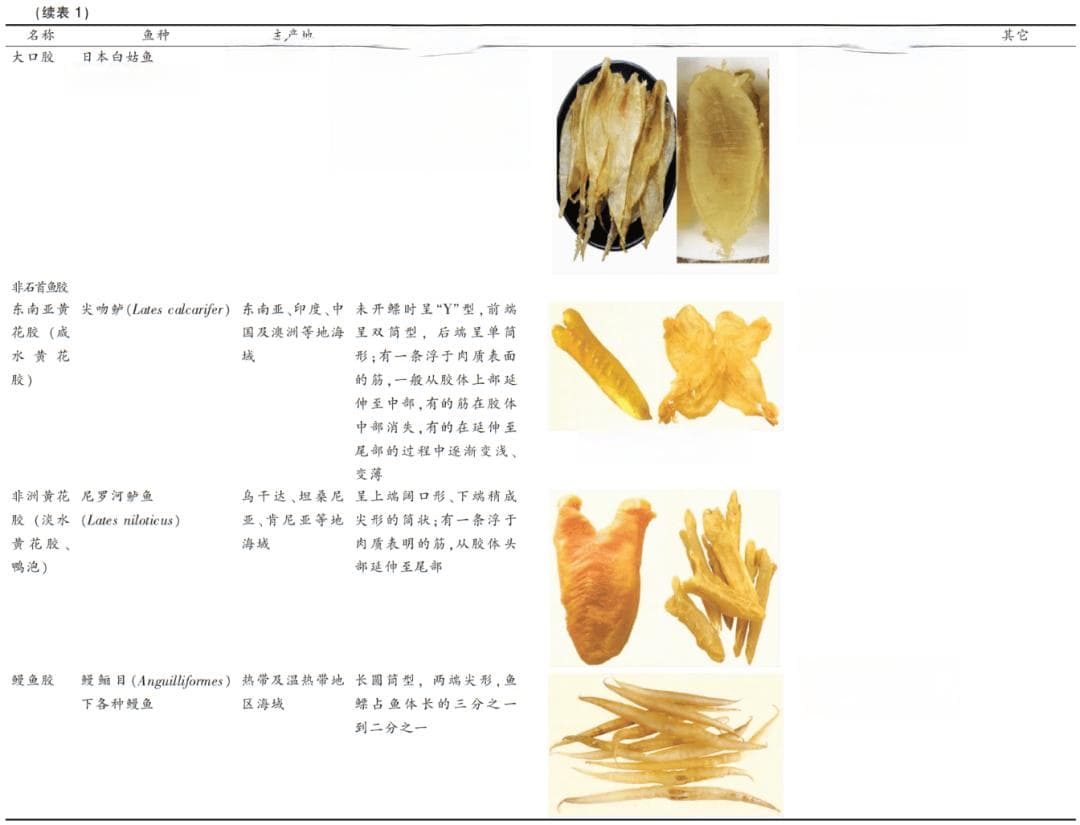 鱼胶揭秘 | 最全品种与功效大盘点