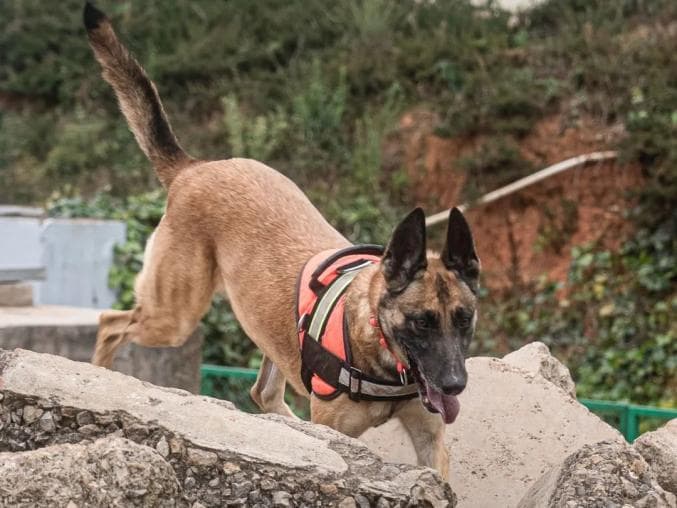 解码国内五大王牌消防搜救犬犬种的“超能力基因”