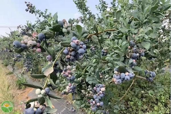 蓝莓什么时间种植最好？