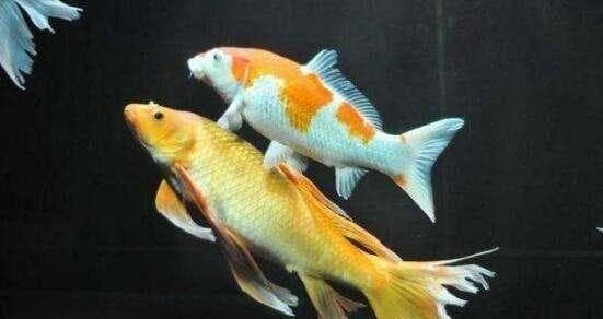 如何正确饲养丹顶锦鲤（从水质到饵料，全方位介绍丹顶锦鲤的养护技巧）