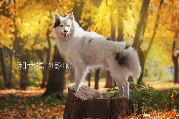 狗狗为什么要绝育？了解绝育对健康和幸福的影响