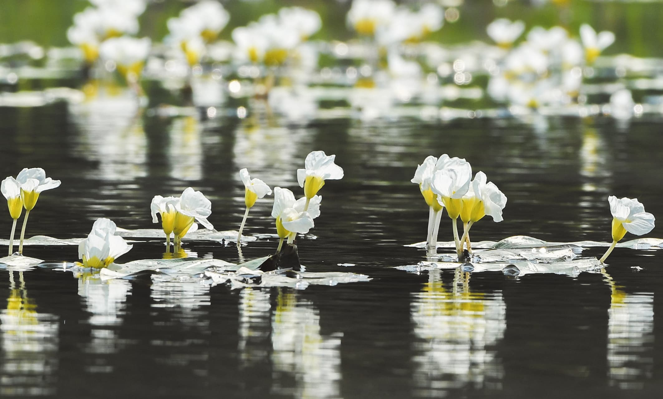 水菜花开 昌旺溪靓