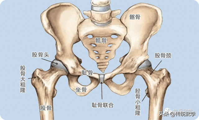 揭秘武术中的"胯"：结构、功能与训练方法
