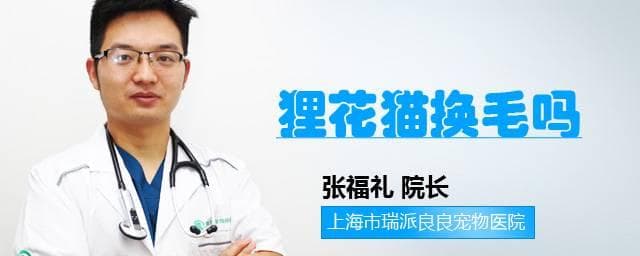 狸花猫换毛吗？从幼猫到成年的换毛全攻略