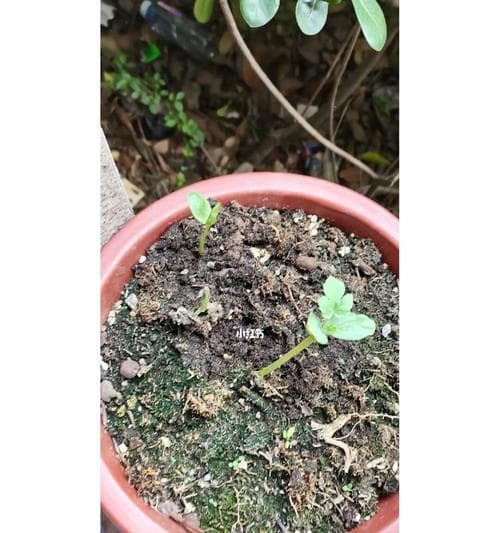 西瓜籽种植指南（从种子到果实，实用技巧全解析）