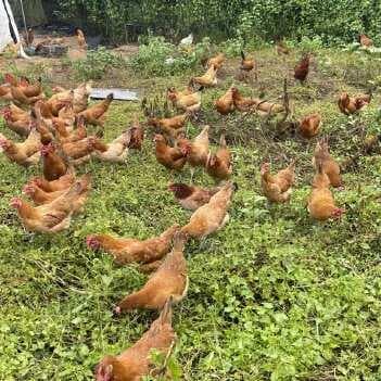 养殖1000只蛋鸡的成本与利润分析