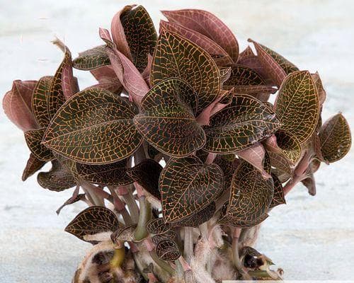 金线莲的种植方法（从种子到盆栽，一步步教您如何种植金线莲）