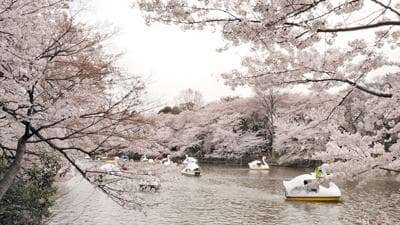 2025年日本樱花花开预测：全境53地详细预报