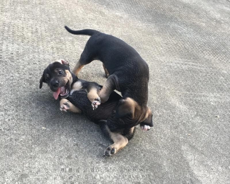 中华田园犬的饲养指南（做好这15点，让你的犬儒更健康快乐）