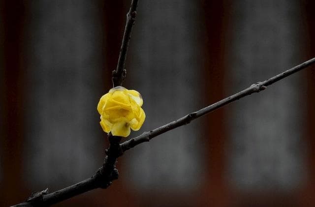花期将至，28张图带你解锁蜡梅拍摄小技巧