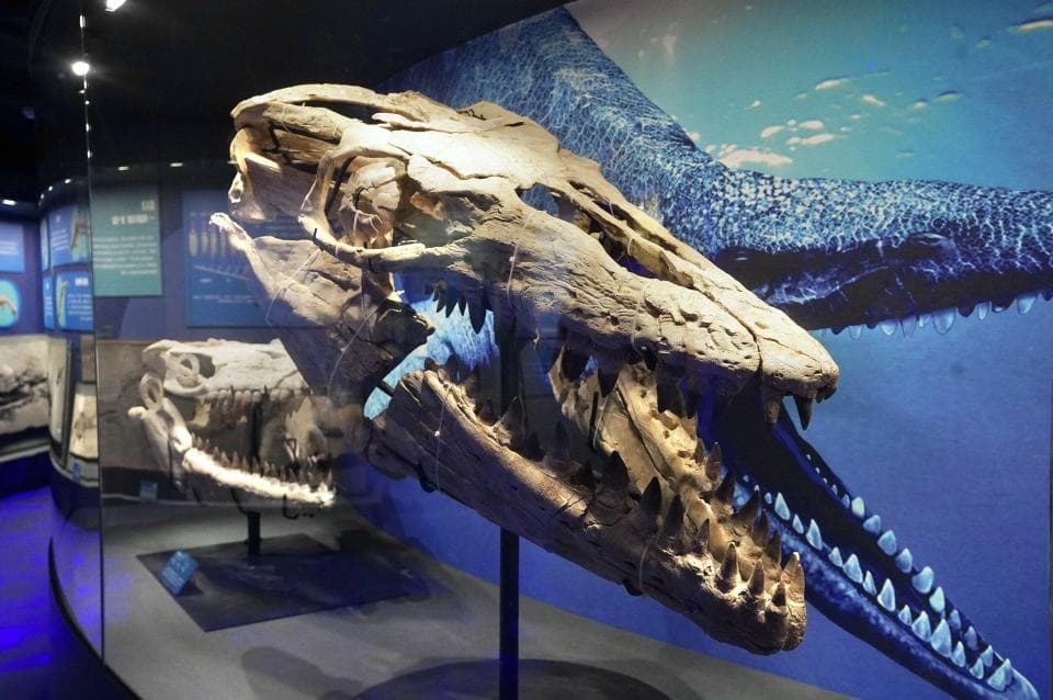 “脊椎动物的崛起”：国家自然博物馆新展厅展现197件珍稀标本
