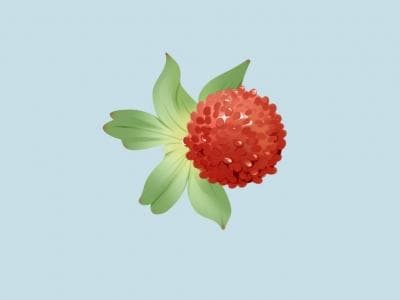 蛇莓的功效与作用