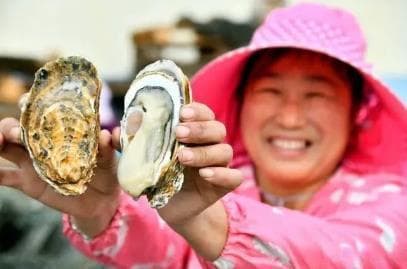 乳山牡蛎养殖产业发展现状与盈利模式
