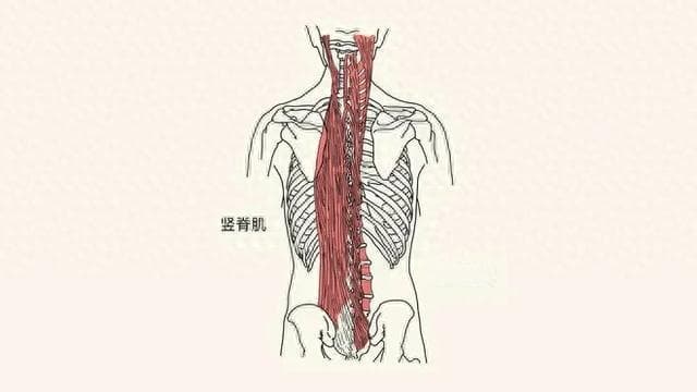 一个动作“按摩”五脏六腑，坐着就可以做