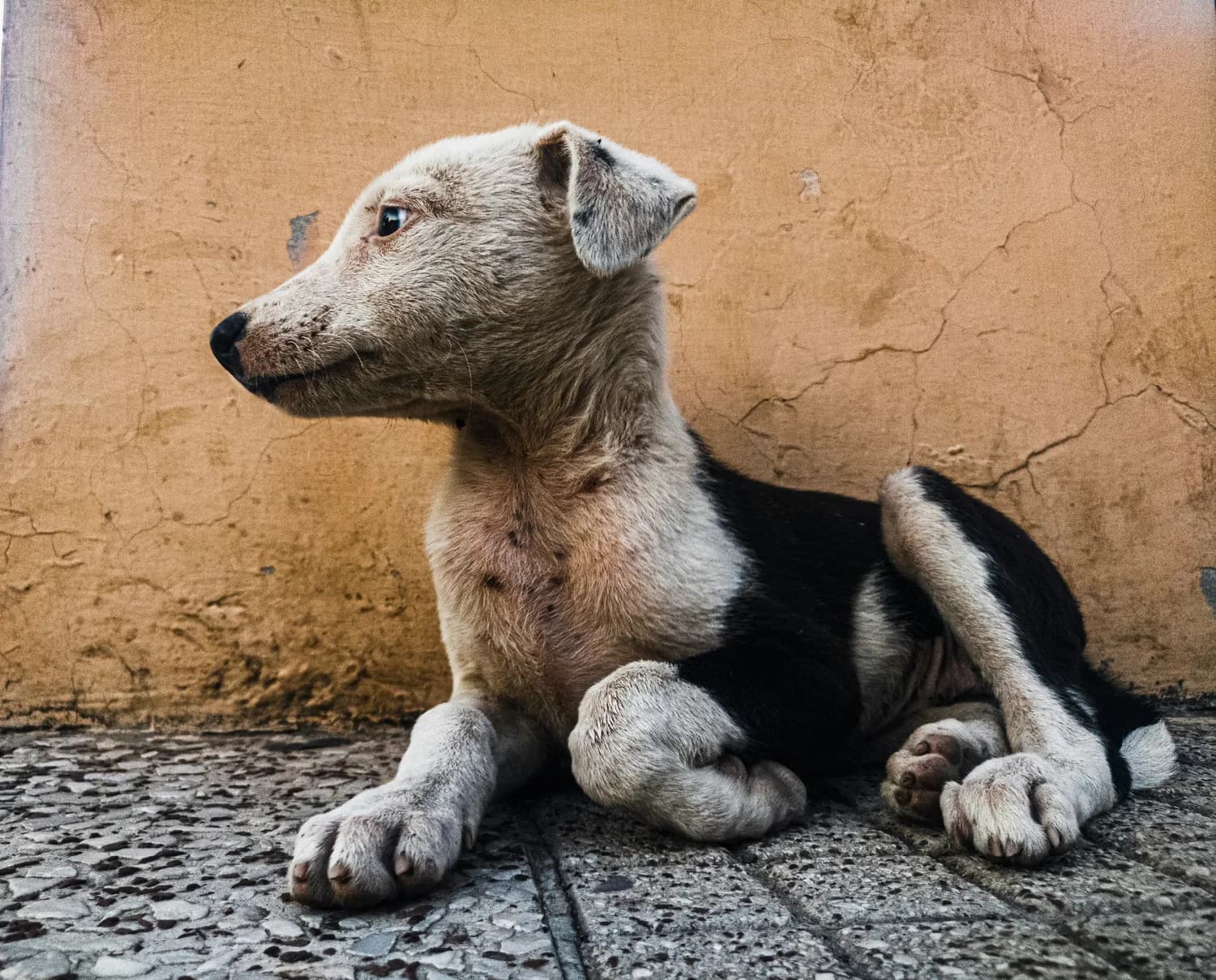 爱国热潮下，“慕洋犬”为何被唾弃？