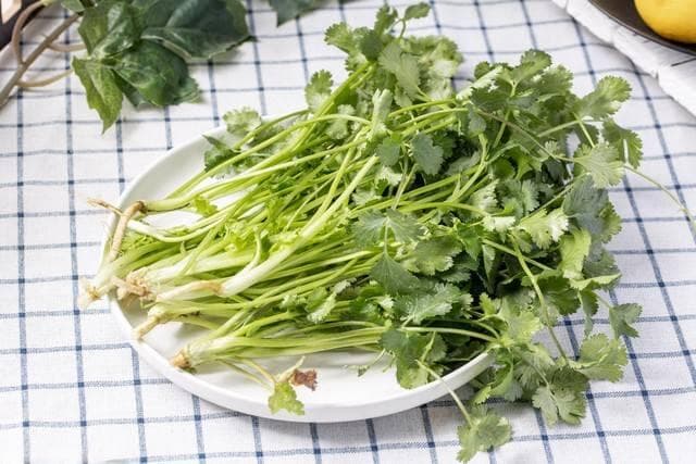 香菜的营养价值：一种小而强大的健康宝藏