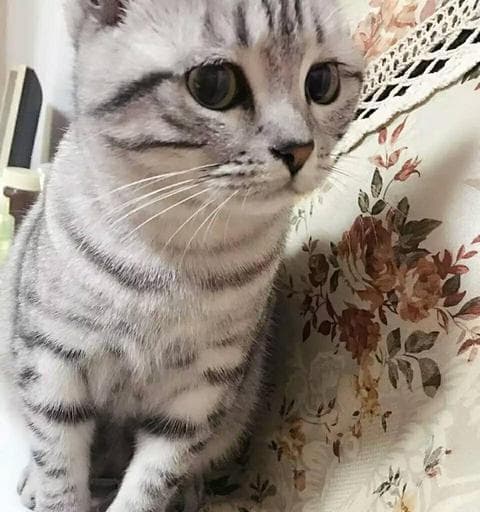 探秘美短小猫的深色之美（从养护、饲养到性格特点）