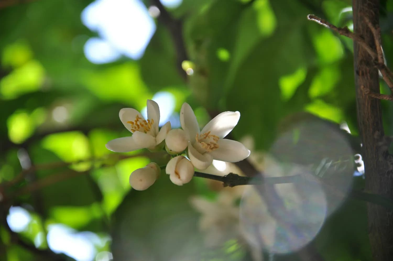 秋冬养生新宠：玳玳花泡水喝