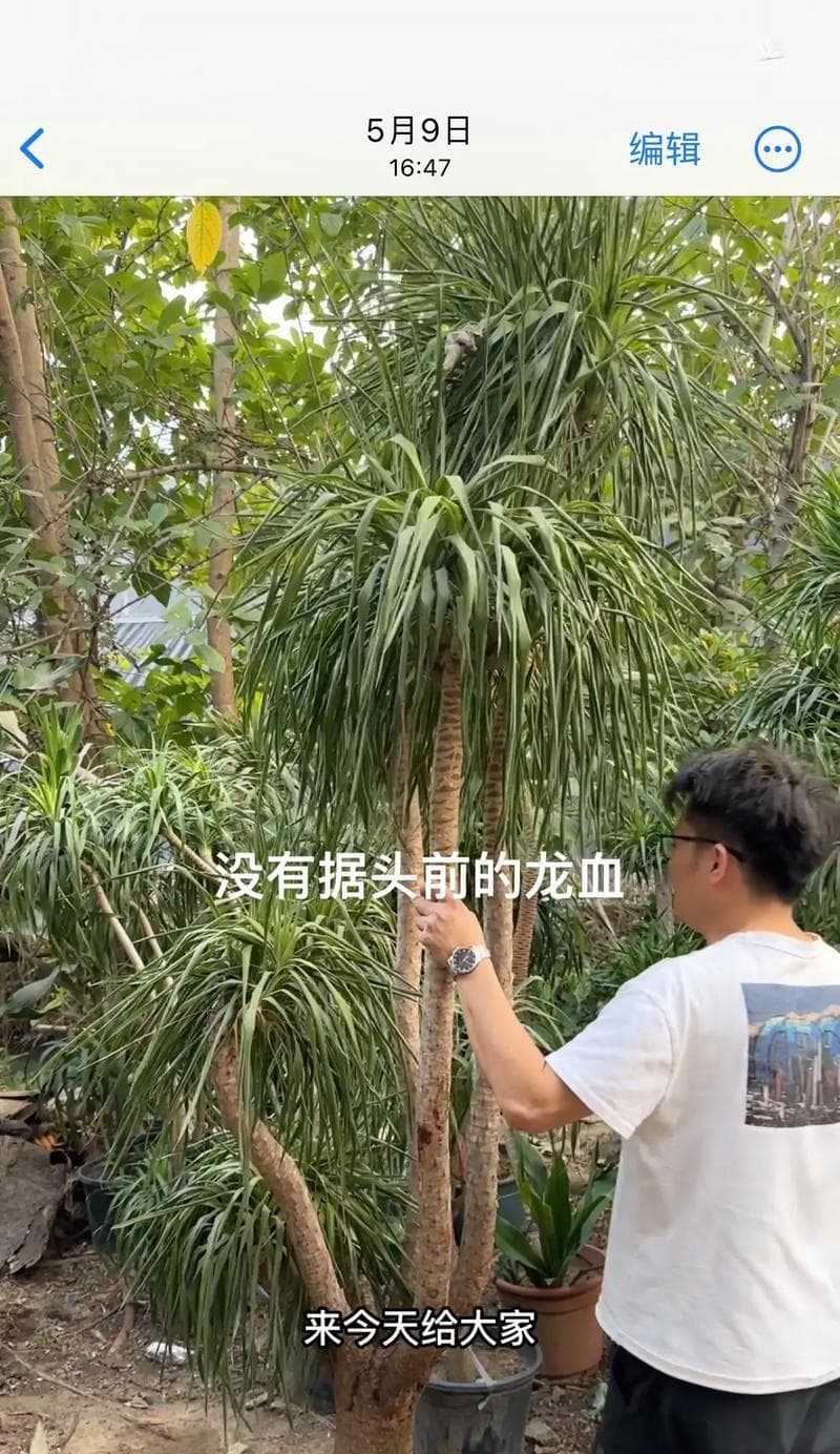 龙血树叶子有毒吗？——关于龙血树的毒性解析