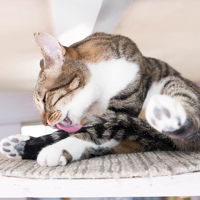 你的猫咪是不是有话想说？从舔毛行为看透猫主子