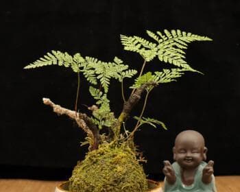狼尾蕨的养殖方法和注意事项（打造优美的绿色家园，从狼尾蕨开始）