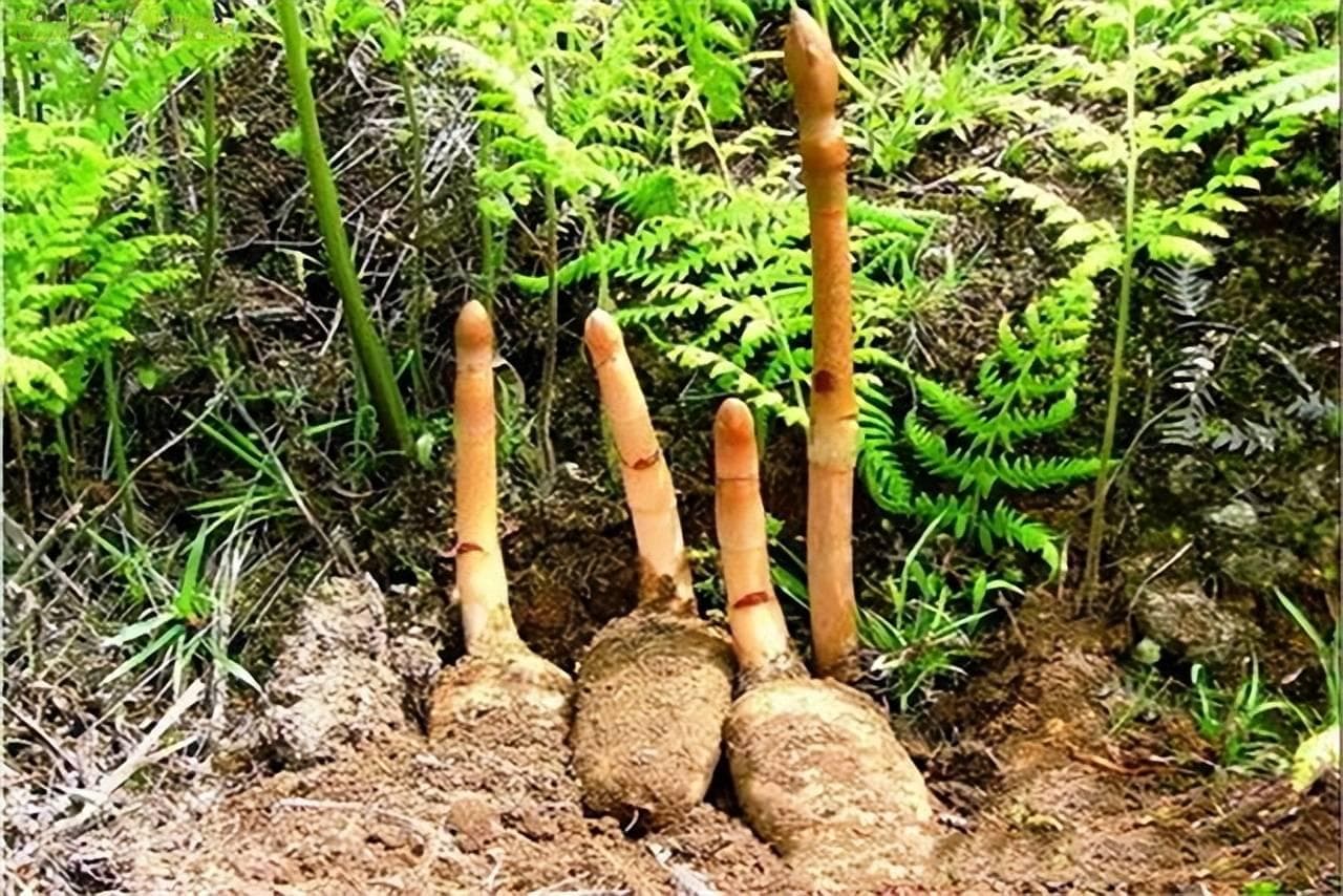 天麻的种植方法与时间
